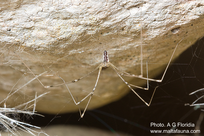 Holocnemus pluchei (Marbled Cellar Spider). This page is part of www.MaltaWildPlants.com website by Stephen Mifsud, Malta