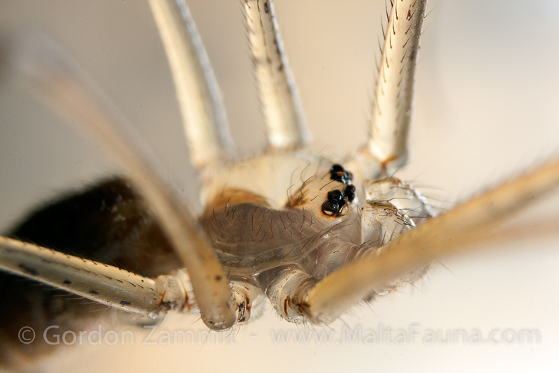 Holocnemus pluchei (Marbled Cellar Spider). This page is part of www.MaltaWildPlants.com website by Stephen Mifsud, Malta