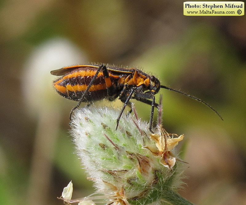 Horistus orientalis (Asphodel Bug). This page is part of www.MaltaWildPlants.com website by Stephen Mifsud, Malta