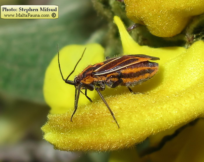 Horistus orientalis (Asphodel Bug). This page is part of www.MaltaWildPlants.com website by Stephen Mifsud, Malta