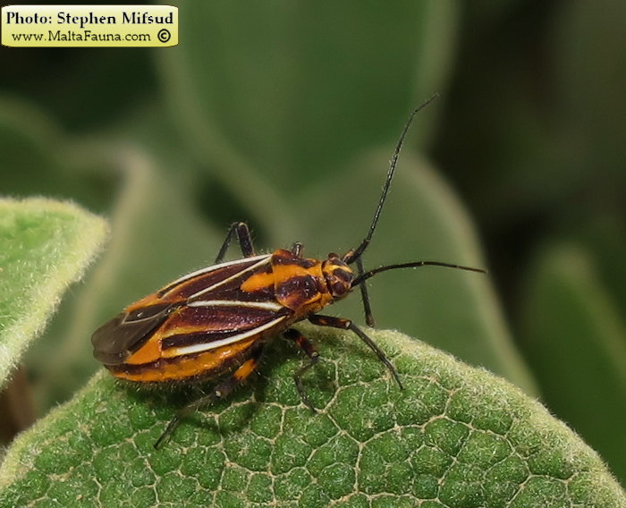 Horistus orientalis (Asphodel Bug). This page is part of www.MaltaWildPlants.com website by Stephen Mifsud, Malta