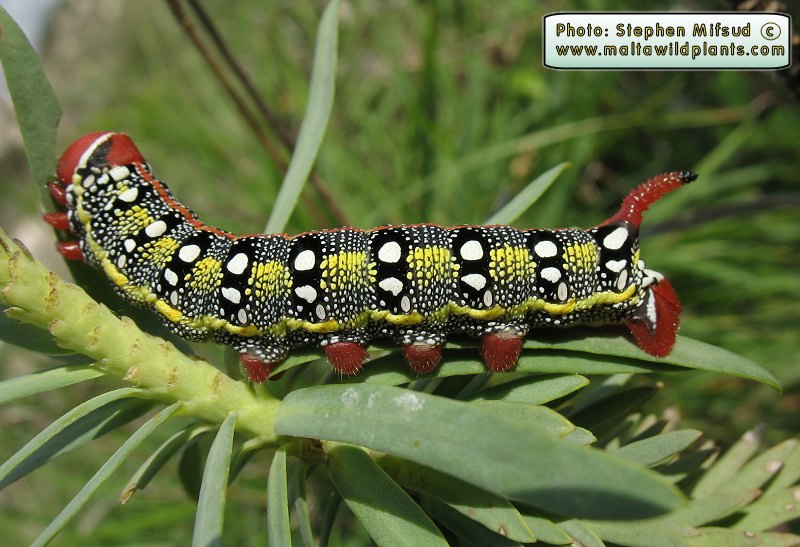 Hyles sammuti (Maltese Spurge Hawkmoth). This page is part of www.MaltaWildPlants.com website by Stephen Mifsud, Malta