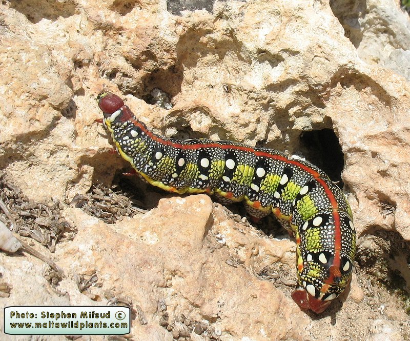 Hyles sammuti (Maltese Spurge Hawkmoth). This page is part of www.MaltaWildPlants.com website by Stephen Mifsud, Malta
