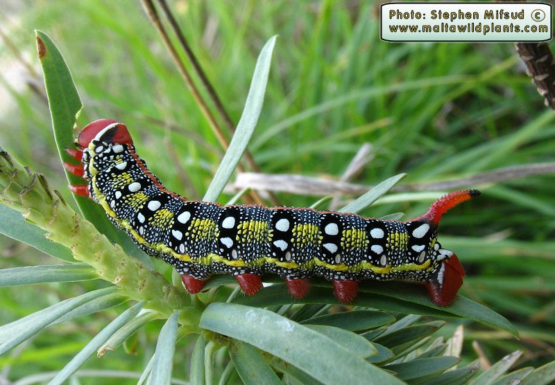 Hyles sammuti (Maltese Spurge Hawkmoth). This page is part of www.MaltaWildPlants.com website by Stephen Mifsud, Malta