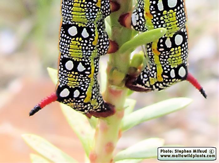 Hyles sammuti (Maltese Spurge Hawkmoth). This page is part of www.MaltaWildPlants.com website by Stephen Mifsud, Malta