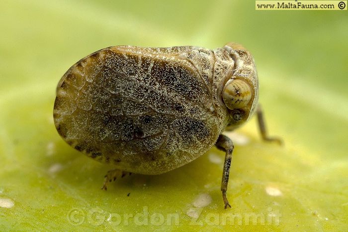 Hysteropterum sp (Grasshopper species). This page is part of www.MaltaWildPlants.com website by Stephen Mifsud, Malta