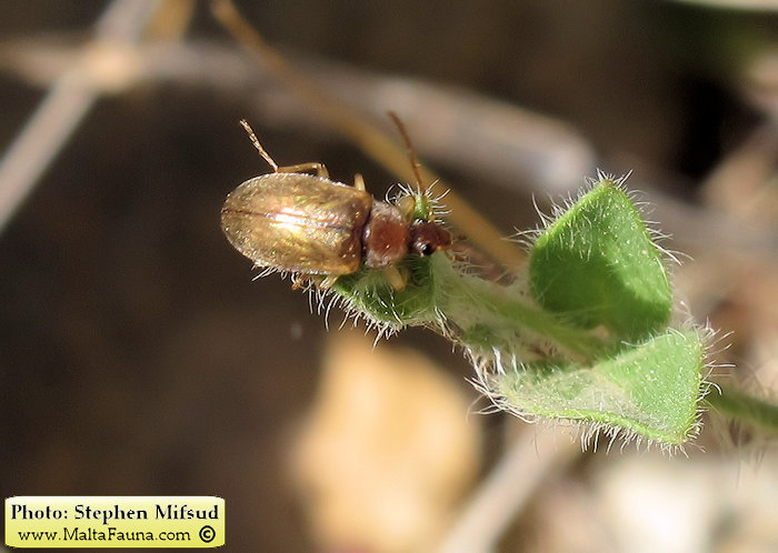 Isomira sp1 (Comb-clawed beetle ). This page is part of www.MaltaWildPlants.com website by Stephen Mifsud, Malta
