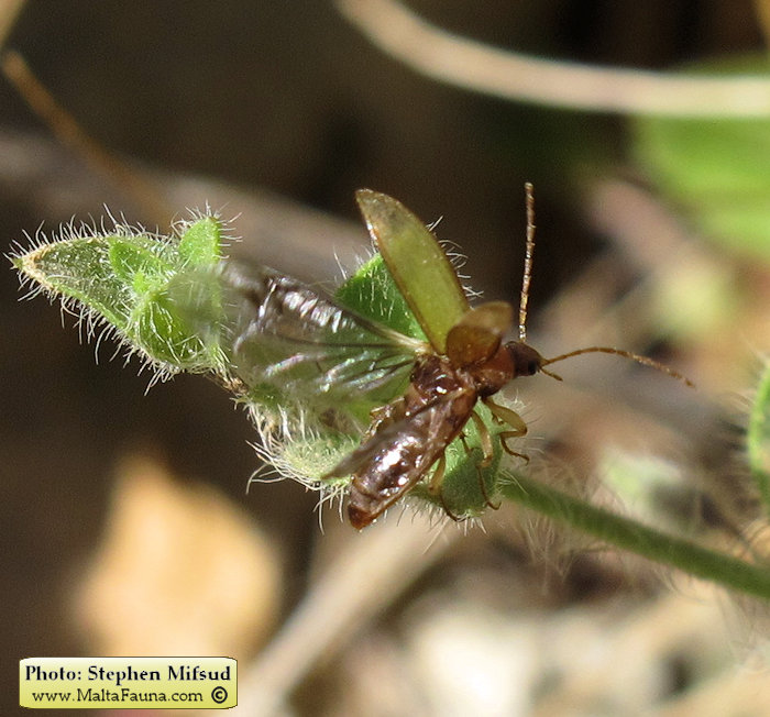 Isomira sp1 (Comb-clawed beetle ). This page is part of www.MaltaWildPlants.com website by Stephen Mifsud, Malta