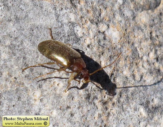 Isomira sp1 (Comb-clawed beetle ). This page is part of www.MaltaWildPlants.com website by Stephen Mifsud, Malta