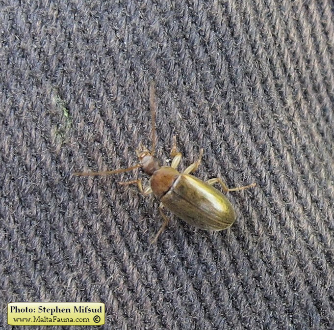 Isomira sp1 (Comb-clawed beetle ). This page is part of www.MaltaWildPlants.com website by Stephen Mifsud, Malta