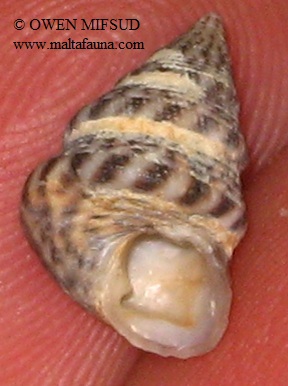 Jujubinus exasperatus (English name not known). This page is part of www.MaltaWildPlants.com website by Stephen Mifsud, Malta