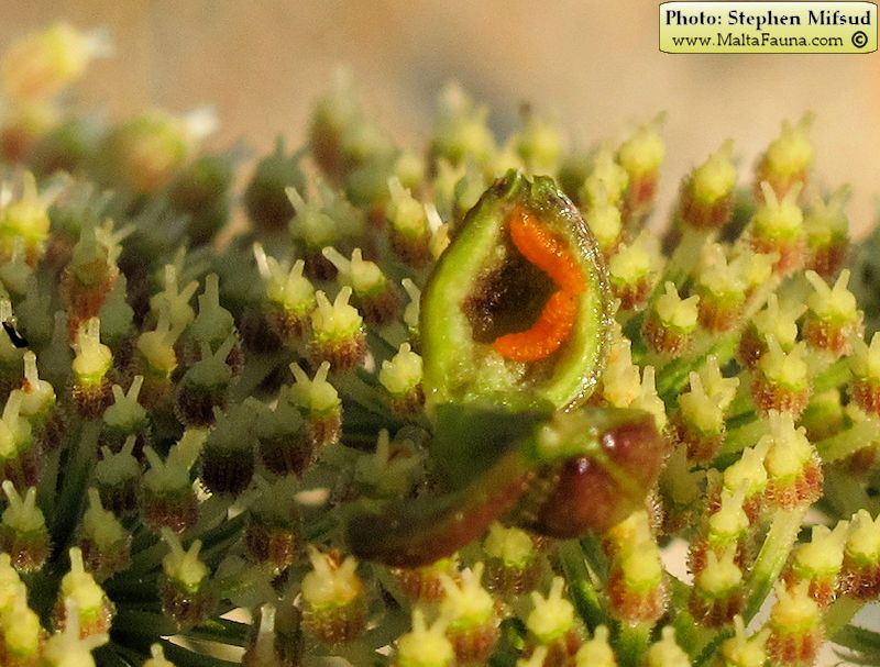 Kiefferia pericarpiicola (English name not known). This page is part of www.MaltaWildPlants.com website by Stephen Mifsud, Malta