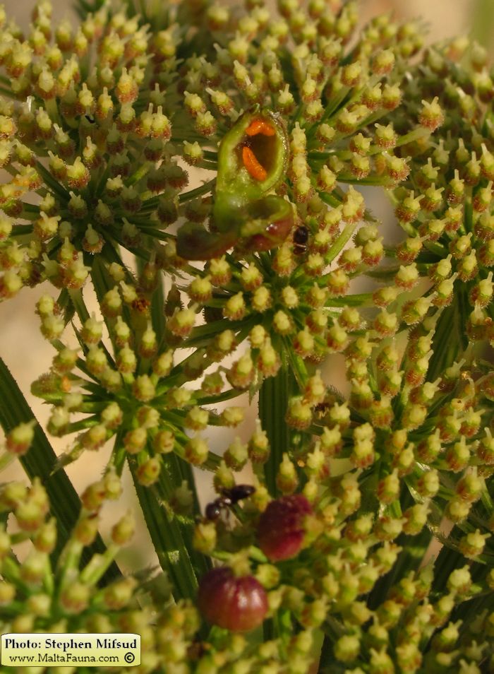 Kiefferia pericarpiicola (English name not known). This page is part of www.MaltaWildPlants.com website by Stephen Mifsud, Malta
