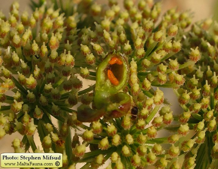 Kiefferia pericarpiicola (English name not known). This page is part of www.MaltaWildPlants.com website by Stephen Mifsud, Malta