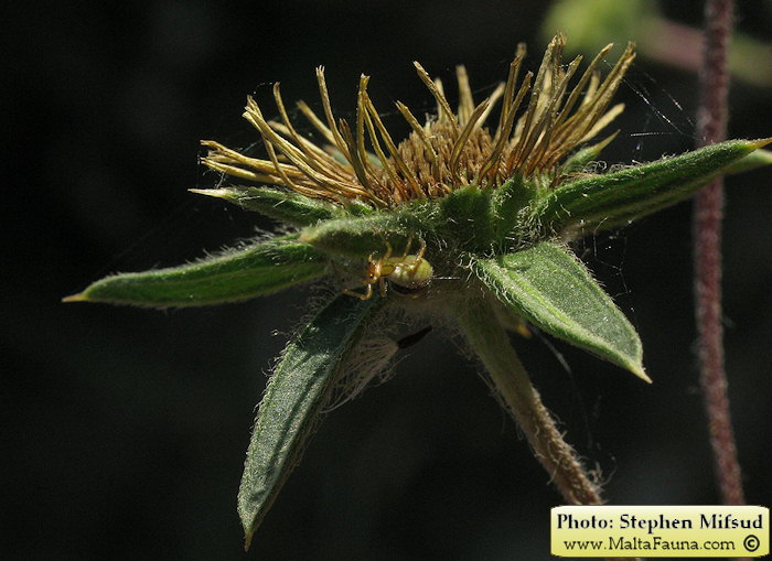 Kochiura aulica (English name not known). This page is part of www.MaltaWildPlants.com website by Stephen Mifsud, Malta