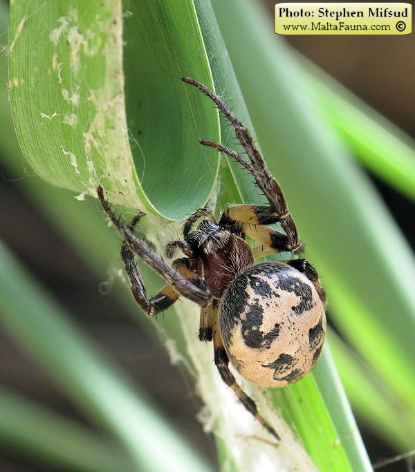 Larinioides suspicax (Furrow Orb-Weaver). This page is part of www.MaltaWildPlants.com website by Stephen Mifsud, Malta
