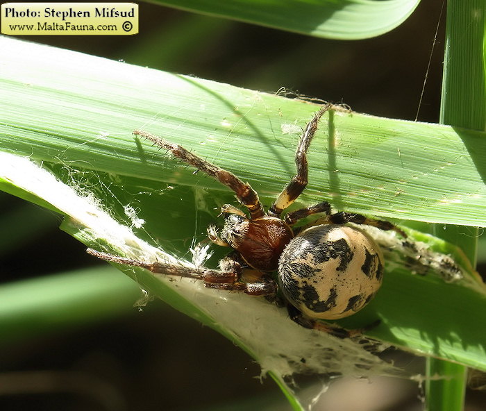 Larinioides suspicax (Furrow Orb-Weaver). This page is part of www.MaltaWildPlants.com website by Stephen Mifsud, Malta
