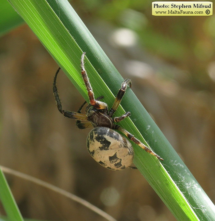 Larinioides suspicax (Furrow Orb-Weaver). This page is part of www.MaltaWildPlants.com website by Stephen Mifsud, Malta