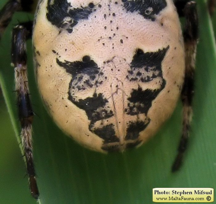 Larinioides suspicax (Furrow Orb-Weaver). This page is part of www.MaltaWildPlants.com website by Stephen Mifsud, Malta