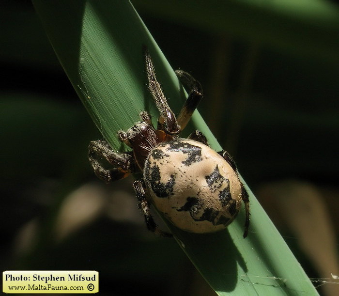 Larinioides suspicax (Furrow Orb-Weaver). This page is part of www.MaltaWildPlants.com website by Stephen Mifsud, Malta