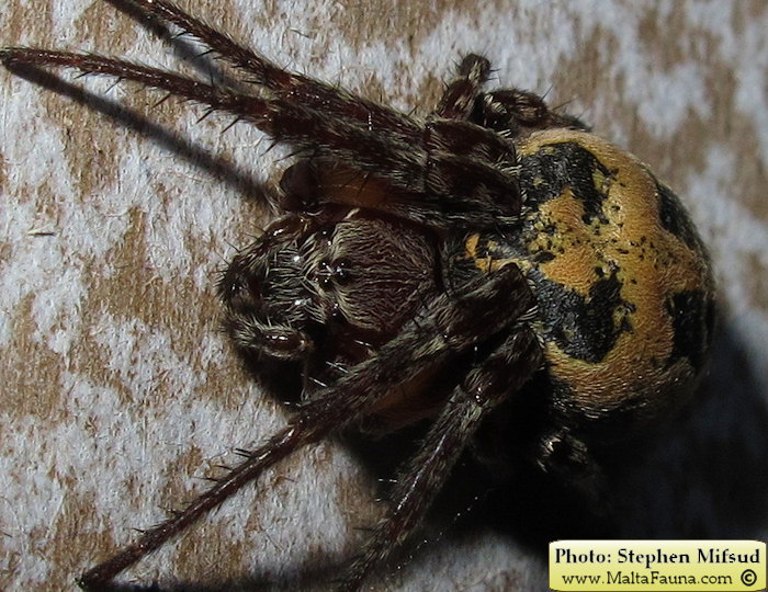 Larinioides suspicax (Furrow Orb-Weaver). This page is part of www.MaltaWildPlants.com website by Stephen Mifsud, Malta
