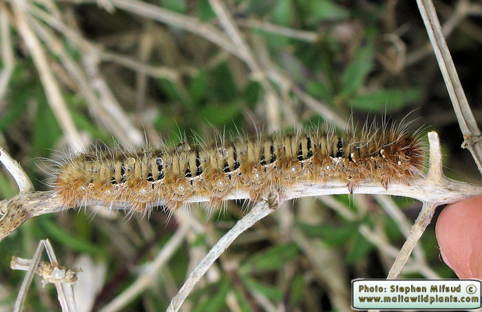 Lasiocampa quercus (Oak eggar). This page is part of www.MaltaWildPlants.com website by Stephen Mifsud, Malta