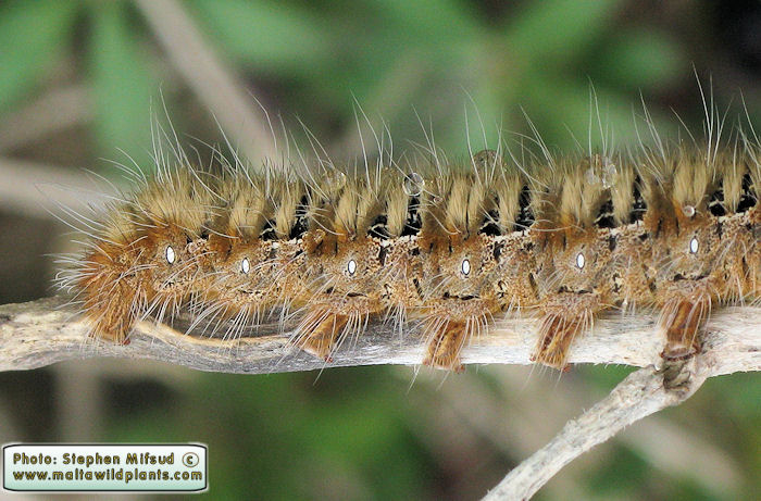 Lasiocampa quercus (Oak eggar). This page is part of www.MaltaWildPlants.com website by Stephen Mifsud, Malta