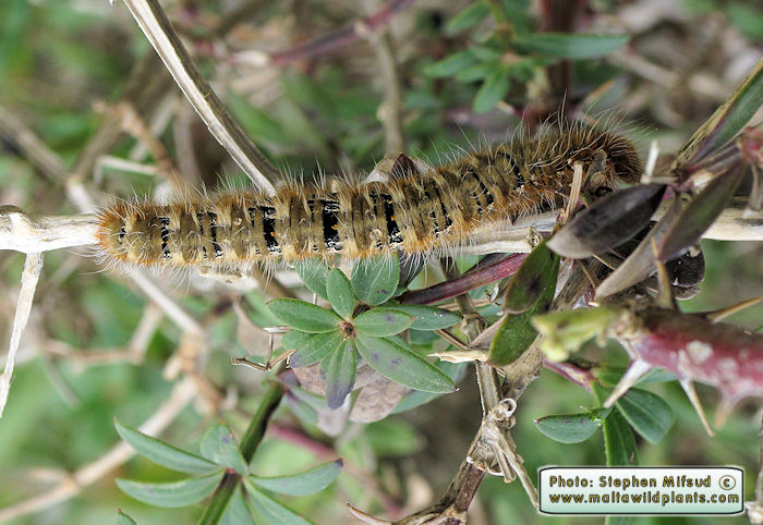 Lasiocampa quercus (Oak eggar). This page is part of www.MaltaWildPlants.com website by Stephen Mifsud, Malta