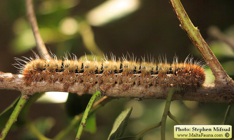 Lasiocampa quercus (Oak eggar). This page is part of www.MaltaWildPlants.com website by Stephen Mifsud, Malta
