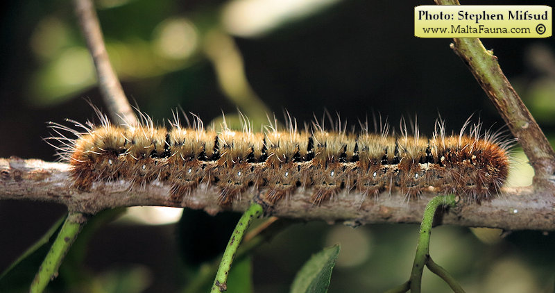 Lasiocampa quercus (Oak eggar). This page is part of www.MaltaWildPlants.com website by Stephen Mifsud, Malta