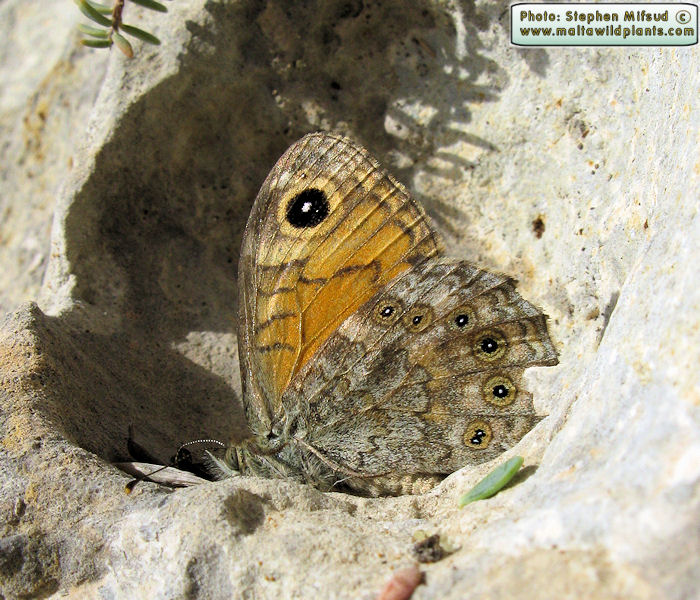 Lasiommata megera (Wall brown). This page is part of www.MaltaWildPlants.com website by Stephen Mifsud, Malta
