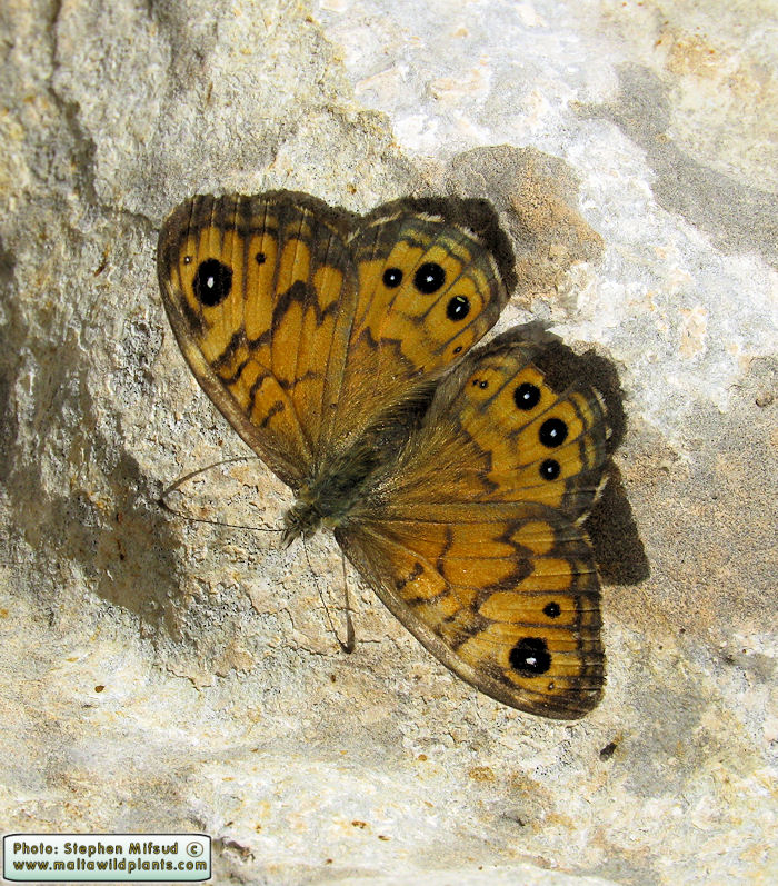 Lasiommata megera (Wall brown). This page is part of www.MaltaWildPlants.com website by Stephen Mifsud, Malta