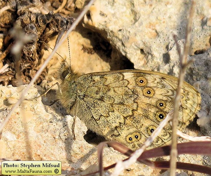 Lasiommata megera (Wall brown). This page is part of www.MaltaWildPlants.com website by Stephen Mifsud, Malta