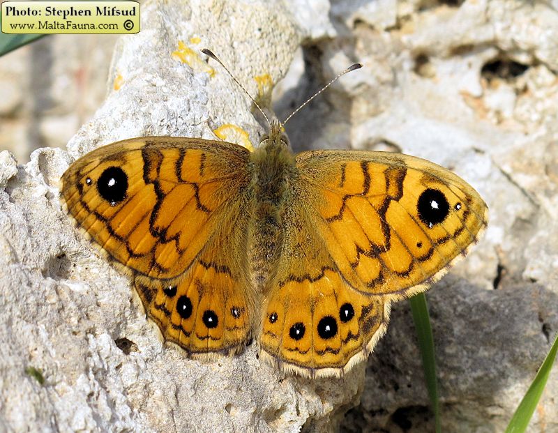 Lasiommata megera (Wall brown). This page is part of www.MaltaWildPlants.com website by Stephen Mifsud, Malta