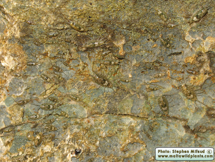 Ligia italica (Sea-Slater). This page is part of www.MaltaWildPlants.com website by Stephen Mifsud, Malta