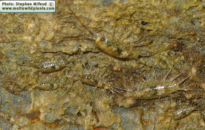 Ligia italica (Sea-Slater). This page is part of www.MaltaWildPlants.com website by Stephen Mifsud, Malta