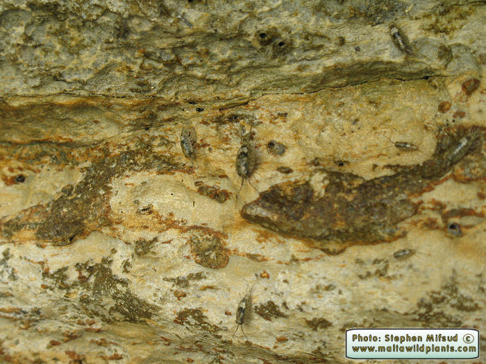 Ligia italica (Sea-Slater). This page is part of www.MaltaWildPlants.com website by Stephen Mifsud, Malta
