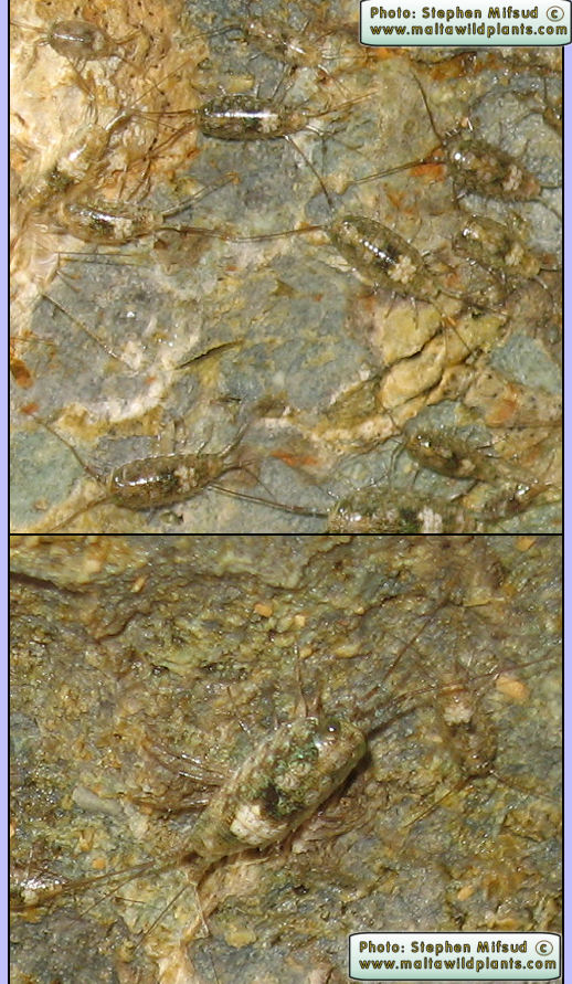 Ligia italica (Sea-Slater). This page is part of www.MaltaWildPlants.com website by Stephen Mifsud, Malta