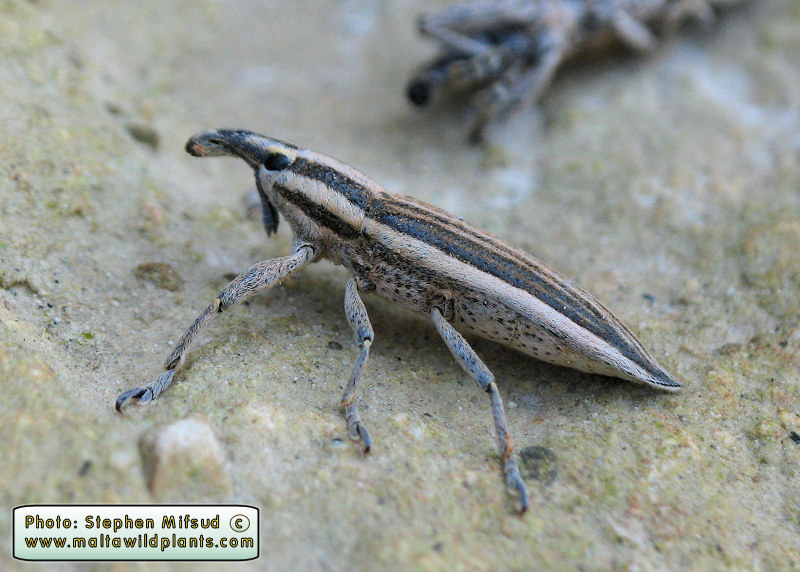 Lixus anguinus (English name not known). This page is part of www.MaltaWildPlants.com website by Stephen Mifsud, Malta