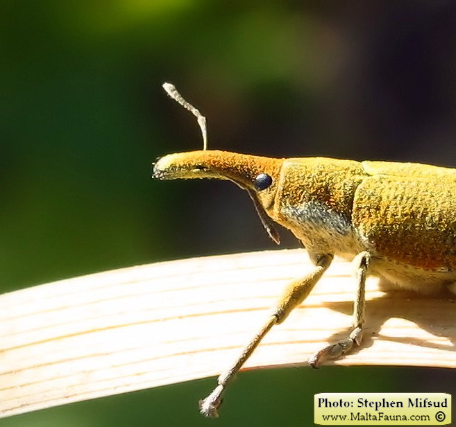 Lixus pulverulentus (Elongated Bean Weevil). This page is part of www.MaltaWildPlants.com website by Stephen Mifsud, Malta
