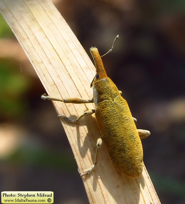 Lixus pulverulentus (Elongated Bean Weevil). This page is part of www.MaltaWildPlants.com website by Stephen Mifsud, Malta