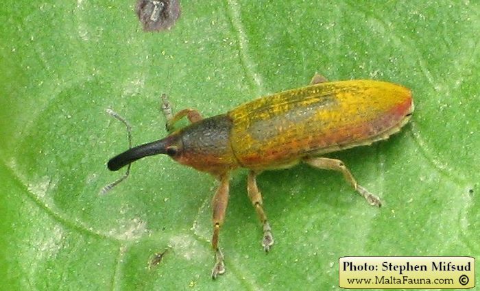 Lixus pulverulentus (Elongated Bean Weevil). This page is part of www.MaltaWildPlants.com website by Stephen Mifsud, Malta