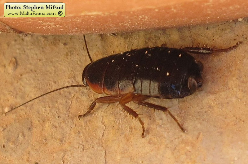 Loboptera decipiens (Field Cockroach). This page is part of www.MaltaWildPlants.com website by Stephen Mifsud, Malta
