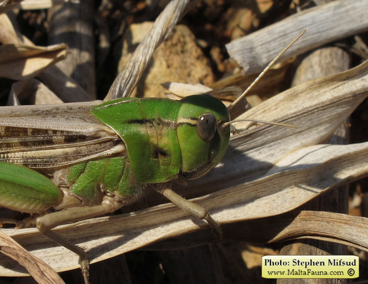 Locusta migratoria (Migratory locust). This page is part of www.MaltaWildPlants.com website by Stephen Mifsud, Malta