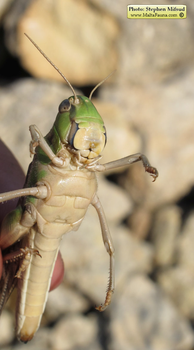 Locusta migratoria (Migratory locust). This page is part of www.MaltaWildPlants.com website by Stephen Mifsud, Malta