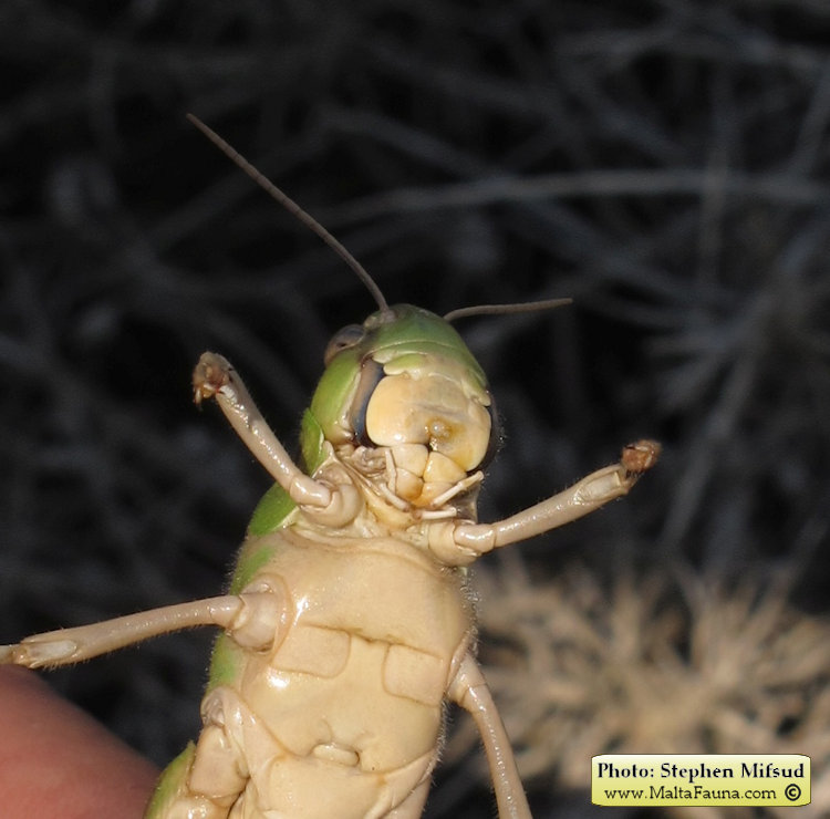 Locusta migratoria (Migratory locust). This page is part of www.MaltaWildPlants.com website by Stephen Mifsud, Malta