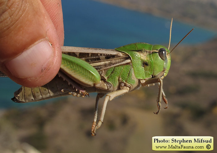 Locusta migratoria (Migratory locust). This page is part of www.MaltaWildPlants.com website by Stephen Mifsud, Malta