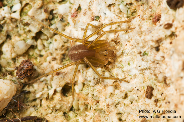 Loxosceles rufescens (Mediterranean Recluse Spider). This page is part of www.MaltaWildPlants.com website by Stephen Mifsud, Malta