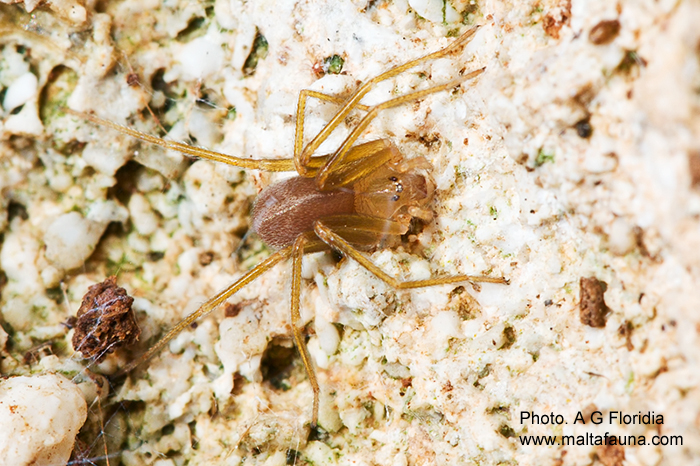Loxosceles rufescens (Mediterranean Recluse Spider). This page is part of www.MaltaWildPlants.com website by Stephen Mifsud, Malta
