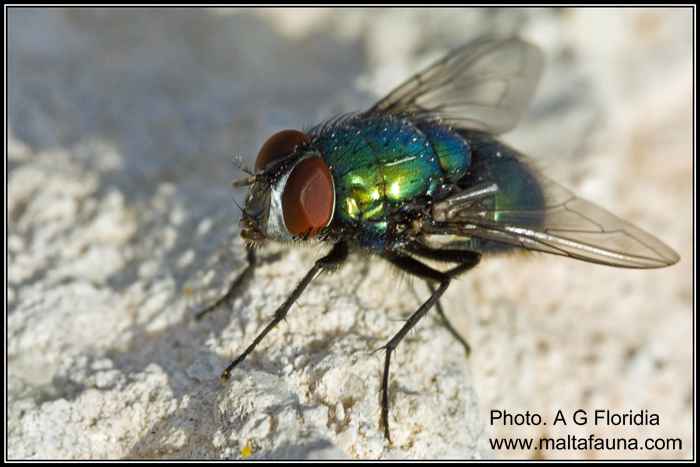 Lucilia sericata (Common Green Bottle fly). This page is part of www.MaltaWildPlants.com website by Stephen Mifsud, Malta